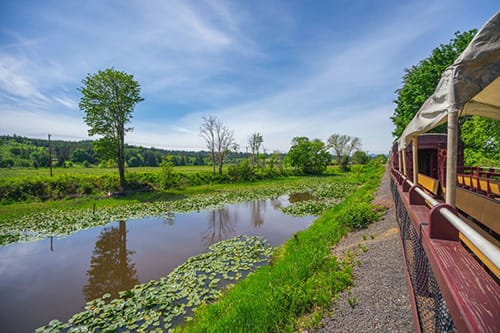 lilly-pond-e1562734023946-home